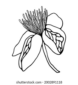 Ilustración botánica vectorial. Flor de Feijoa. Borde negro. Obtenido a mano. Diseño para impresiones, carteles, postales, decoración de vacaciones, tapicería, tejidos, tejidos, decoración de bodas.