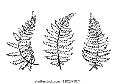 Vector botanical illustration of fern leaf. Isolated outline modern drawing of tropical plant. Set of exotic fern leaves silhouette. Design for fabric, textile, wallpaper, card, wedding invitation