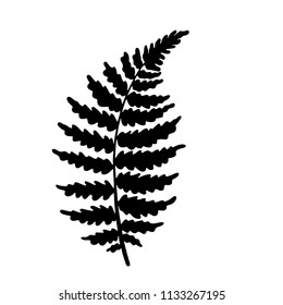 Vector botanical illustration of fern leaf. Isolated outline modern drawing of tropical plant. Exotic fern leaves silhouette. Design for fabric, textile, wallpaper, card, wedding invitation