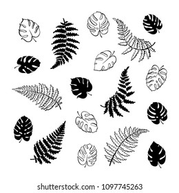 Vector botanical illustration of fern and monstera leaf. Isolated outline modern drawing of tropical plant. Set of exotic palm leaves silhouette. Design for textile, fabric, card, wedding invitation