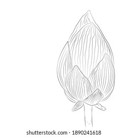Vector botanical illustration. The flower bud is drawn in the style of the lines. Idea for spring and summer banners, prints and book illustrations.