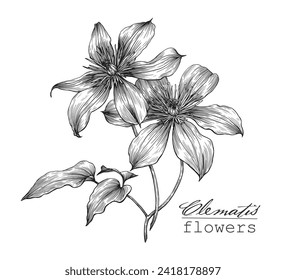 Vector botanical illustration Flower clematis. Hand drawn engraving sketch, black and white graphics element for design