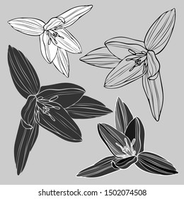 Vector botanical illustration with flower primroses . Vector design In black and white style. Elements isolated on background.Can be used for printing on paper, stickers, badges, bijouterie, cards