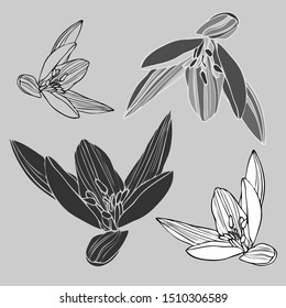 Vector botanical illustration with flower primroses . Vector design In black and white style. Elements isolated on background.Can be used for printing on paper, stickers, badges, bijouterie, cards
