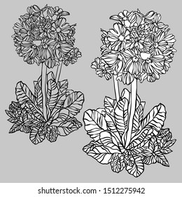 Vector botanical illustration with flower primula . Vector design In black and white style. Elements isolated on background.Can be used for printing on paper, stickers, badges, bijouterie, cards, text
