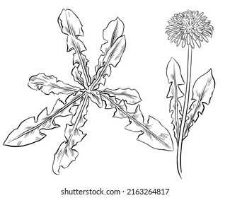 Vector Botanical Illustration Flowering Dandelion Leaves Stock Vector ...