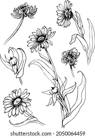 Vector botanical illustration. Flowers, buds, leaves and seeds of calendula. 