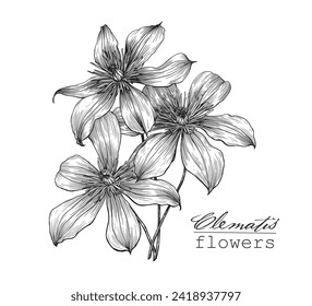 Vector botanical illustration Flowers clematis. Hand drawn engraving sketch, floral black and white graphics element for design