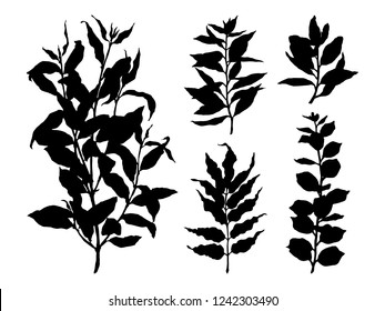 Vector botanical illustration. Hand drawn branches with leaves.