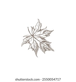 Vector botanical illustration of hand drawn maple leaf in black and white sketch. Environment. Isolated icon in graphic style for theme design. Abstract minimalistic style.