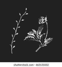 Vector botanical illustration. Hand drawn flower and branches isolated on black background