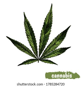 Vector botanical illustration. Hemp. Realistic sketch of Cannabis. For your design.