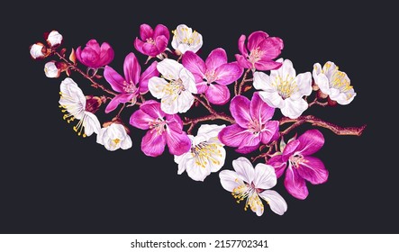 Vector botanical illustration. Highly realistic style. Pink and white blossoms of apple, sakura, cherry trees on a branch of a fruit tree. Isolated clip art on dark background for your design.