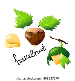 Vector botanical illustration with an isolated hazelnut and leaves. Perfect cartoon design for cooking oil label, logo, chocolate cover, ice cream cover, recipe, biology book or poster
