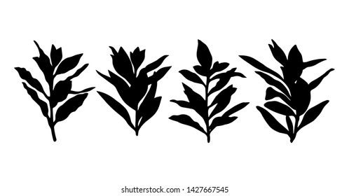 Vector botanical illustration. Laurel branches with leaves.