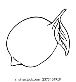 Vector botanical illustration, lemon, slices, citrus in section. Doodle, sketch, citrus graphics. Isolated elements for product design, cards, packaging.