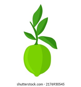 Vector botanical illustration of lime fruit with green leaves isolated on white background. Citrus lime design for herbal tea, smoothie or essential oil packaging.