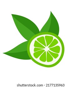 Vector botanical illustration of lime fruit with green leaves isolated on white background. Citrus lime design for herbal tea, smoothie or essential oil packaging.