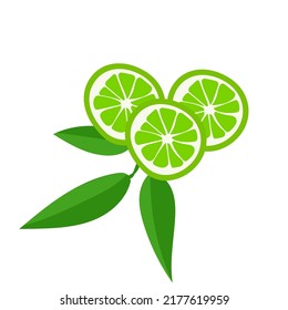 Vector botanical illustration of lime fruit with green leaves isolated on white background. Citrus lime design for herbal tea, smoothie or essential oil packaging.