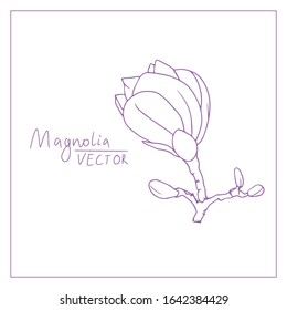 Vector botanical illustration of magnolia. A blooming flower bud on a branch. Hand-drawn contour graphics isolated on a white background. For creating designs, cards, botanical books and magazines