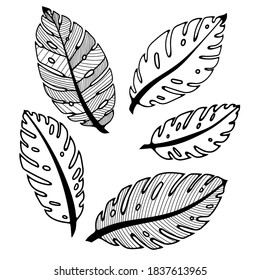 Vector botanical illustration of monstera leaf. Isolated outline drawing. Modern illustration of tropical plant. Set of exotic palm leaves silhouettes.