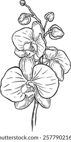 Vector botanical illustration of orchid flowers in the style of line art