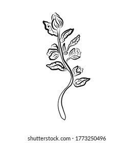 Vector Botanical illustration of a plant branch. Hand-drawn flower in black and white with a fine brush.For registration of invitations, organic products, advertising of farm products