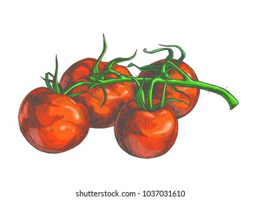 Vector botanical illustration of red tomatoes on vine. Hand drawn fresh vegetables in sketch style isolated on white