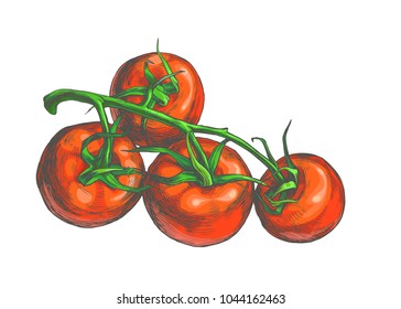 Vector botanical illustration of red tomatoes on vine. Hand drawn fresh vegetables in sketch style isolated on white.  View from above