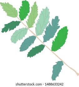 
vector botanical illustration
 rowan branch isolated on white background