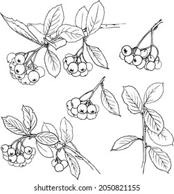 Vector botanical illustration, a set of images of black chokeberry. Branches with berries and leaves. 