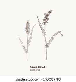 Vector botanical illustration of Setaria viridis plant - sprigs, leaves, stems, ears and inflorescences with pollen. Black and white drawing.