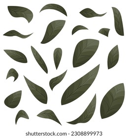 Vector botanical illustration of tea leaves, green and black tea packaging design elements. Green leaves. Indian Ceylon or Chinese green tea leaf. Isolated on white background