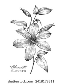 Vector botanical illustration Vintage Flower clematis. Hand drawn engraving sketch, black and white graphics element for design logo branding