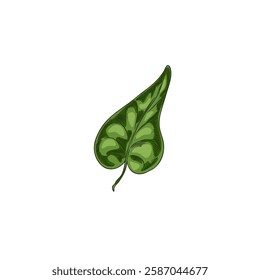 Vector botanical illustration of watercolor sketch of green buckwheat leaf. Organic plant. Natural, medicinal ingredient. Element for decoration. Isolated background.