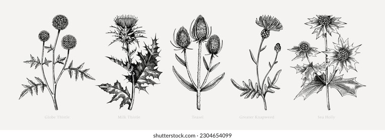 Vector botanical illustrations collection. Decorative thistle plant sketches. Hand-drawn dried flowers. Summer wildflower drawing isolated on white background. Floral design element. 