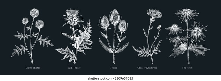 Vector botanical illustrations collection. Decorative thistle plant in sketch style. Hand drawn summer flower sketch. Coast wildflower drawing on chalkboard. Floral design element. 