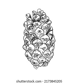 vector botanical pine cone, hand-drawn, isolated on a white background. Christmas cones drawn in a linear style