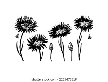 Vector botanical set of  blooming plants cornflower with leaves . Flowers Japanese style grunge, black and white texture. Monochrome creative botanical wallpaper design