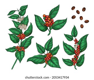 Vektor botanische Sammlung von Coffea Pflanze Illustration mit Blättern, Blumen und reife coffea arabica Früchte. Kaffeebaumskizze einzeln auf Verpackung, Kaffeetikett. Icons für Kaffeebohnen.