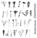 Vector Botanical set of Herbs and Wild Flowers. Hand drawn floral elements silhouette.