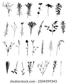 Vector Botanical set of Herbs and Wild Flowers. Hand drawn floral elements silhouette.