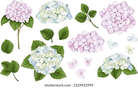 Vector Botanical Set. Hydrangea flowers, branches and leaves, blue and pink buds. Flowers and leaves on white background . Vector illustration