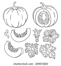 Vector botanical set with isolated  pumpkins, flowers and leaves. Black and white