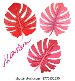 Vector botanical set of leaves of Monstera. Creative tropical hawaiian red leaf and pink leaf.