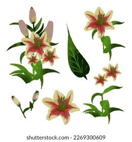 Vector Botanical set of wild flowers set of separate parts and bring together to beautiful bouquet of flowers in water colours.