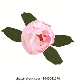 Vector Botanical stock illustration of the Ranunculus flower. Delicate pink Bud with isolated leaves on a white background. Spring greens. For invitations, postcards. Wedding mockup, wedding floral 