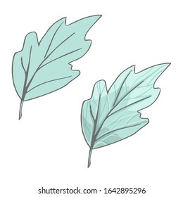 Vector botanical trendy nature greenery leafs isolated on white background.