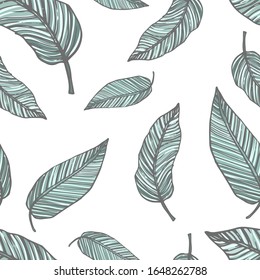 Vector botanical trendy seamless pattern of calathea. Greenery leafs isolated on white background.