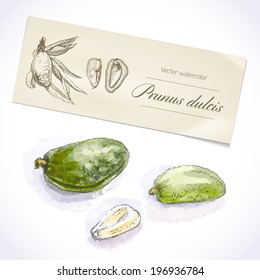 Vector botanical watercolor sketch almond nuts and leaves